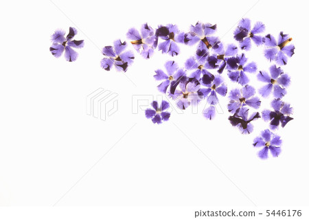 Pressed flowers of flowers (blue) 5446176