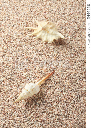 貝殼 5446238