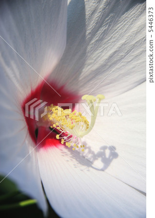 玫瑰沙龍 玫瑰沙龍 5446373