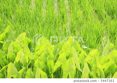 Gwai和稻田 Gwai和稻田 5447161