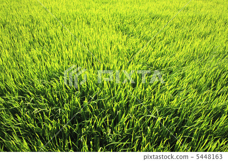 Summer rice field 5448163