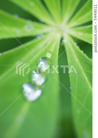 Waterdrops and leaves 5449011