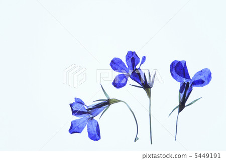 壓花鮮花(藍色) 壓花鮮花(藍色) 5449191