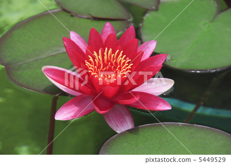 睡蓮 5449529