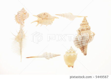 貝類框架 5449567
