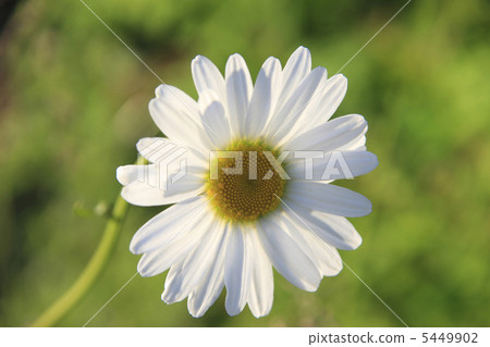 瑪格麗特 5449902