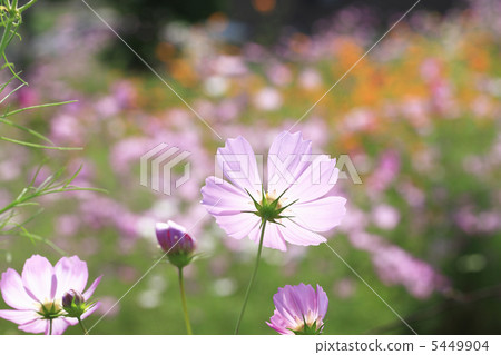 宇宙 宇宙 5449904