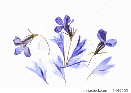 壓花鮮花（藍色） 5449905