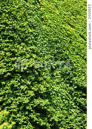 Fresh green of ivy Fresh green of ivy 5450055