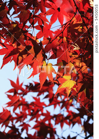 Autumn leaves 5450058