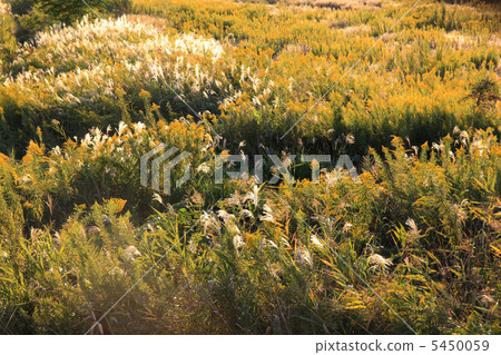 Yodogawa River River 5450059