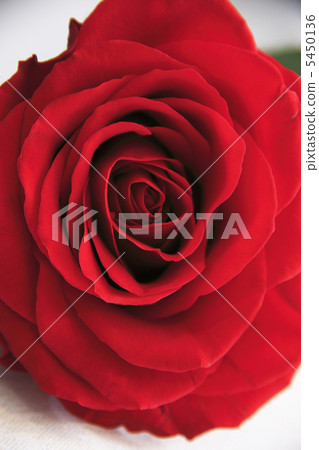 Rose Rose 5450136