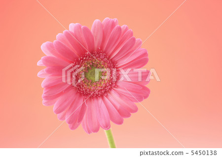 雛菊 雛菊 5450138