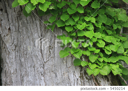 The virgin forest of Lake Akan The virgin forest of Lake Akan 5450214