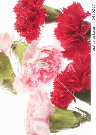 Carnation Carnation 5450297