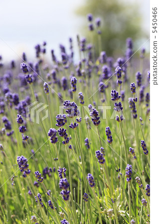 lavender 5450466
