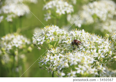 White flowers and insects White flowers and insects 5450567