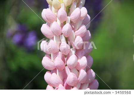  Lupine 5450568