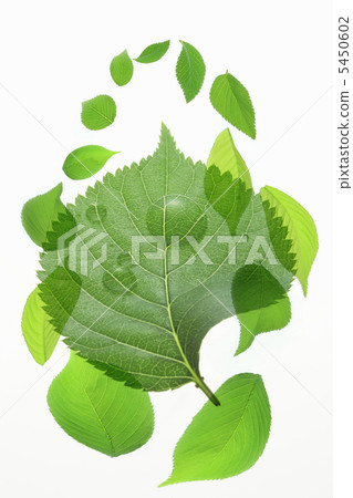 新鮮的綠色和水滴 新鮮的綠色和水滴 5450602