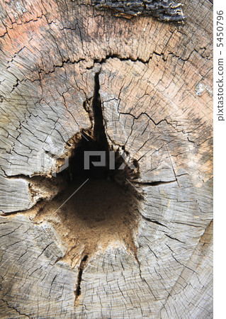 樹墩 樹墩 5450796