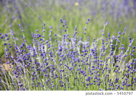 薰衣草 薰衣草 5450797