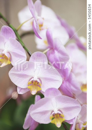 蝴蝶蘭 蝴蝶蘭 5450834