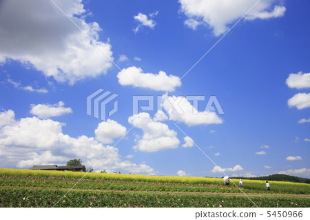 Flower land Flower land 5450966
