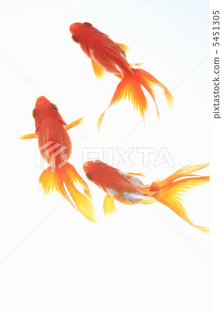 金魚 金魚 5451305