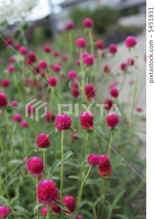 千日紅 千日紅 5451931