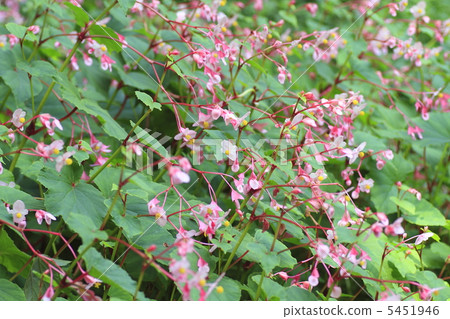 秋海棠 5451946