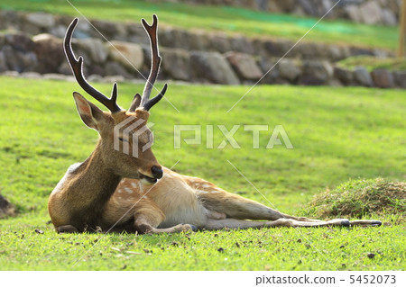 Stag Stag 5452073
