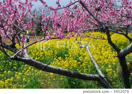 Rapeseed field 5452078