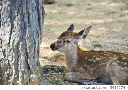 奈良公園的小鹿 奈良公園的小鹿 5452274