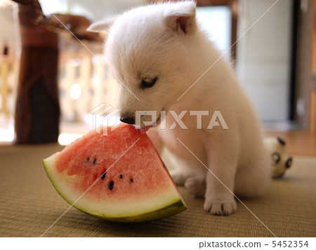 北海道狗 5452354