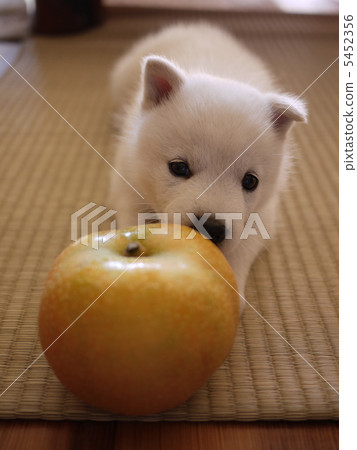 北海道狗 5452356