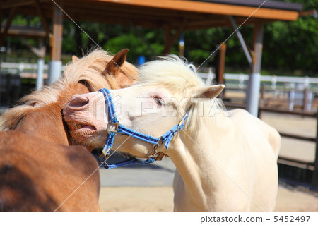 Pony (horse) 5452497