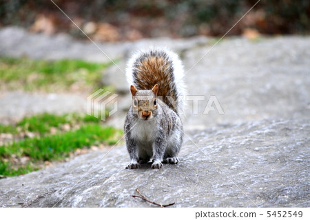 紐約野生松鼠 5452549