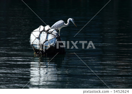 Gray heron 5452624