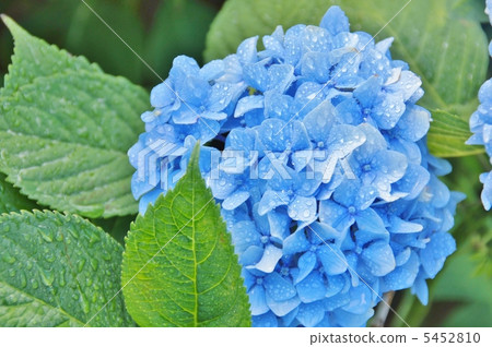 Hydrangea on a rainy day 5452810