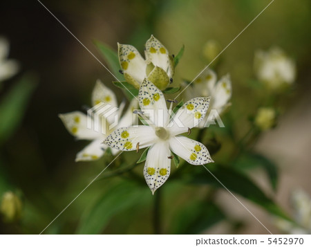 Akebonoso Akebonoso 5452970