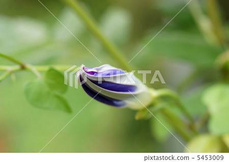 Buds of Western morning glory Buds of Western morning glory 5453009
