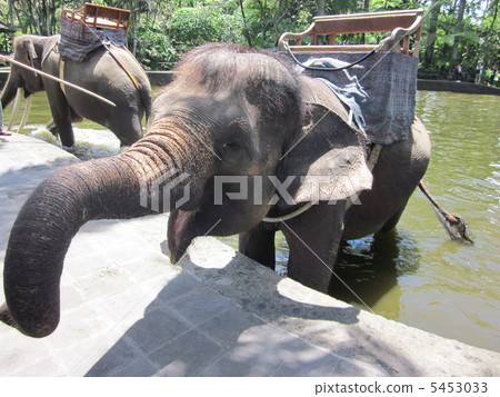 巴厘島大象 5453033