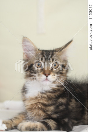 The child of Maine Coon The child of Maine Coon 5453085