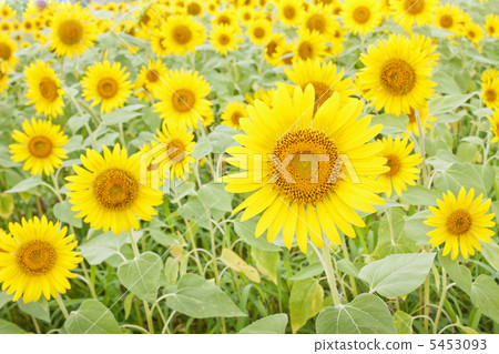 向日葵花 向日葵花 5453093