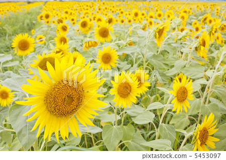 向日葵花 5453097