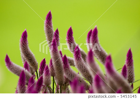 Catechu: chicken head (purple) 5453145