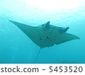 Manta 5453520