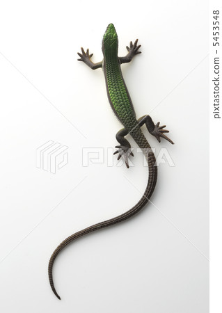 蜥蜴2 5453548