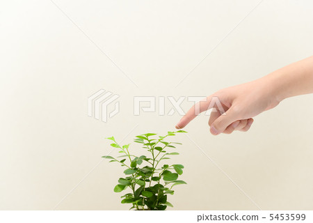 用手撫摸樹葉 5453599