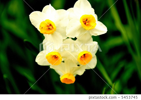 Narcissus flower 5453745